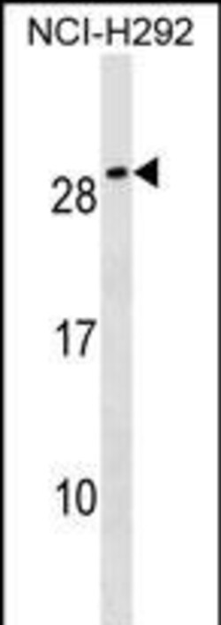 Invitrogen CFC1B Polyclonal Antibody 400 &mu;L; Unconjugated:Antibodies,