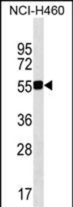 Invitrogen QRSL1 Polyclonal Antibody 400 &mu;L; Unconjugated:Antibodies,