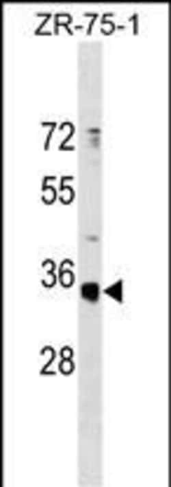 Invitrogen OR51G1 Polyclonal Antibody 400 &mu;L; Unconjugated:Antibodies,