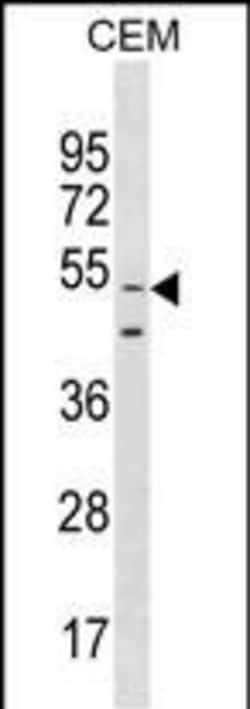 Invitrogen GOLGA6L9 Polyclonal Antibody 400 &mu;L; Unconjugated:Antibodies,