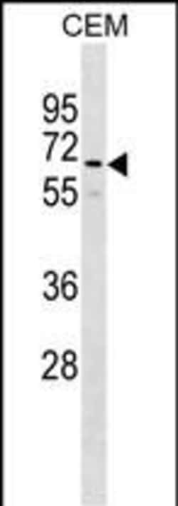 Invitrogen GOLGA8B Polyclonal Antibody 400 &mu;L; Unconjugated:Antibodies,