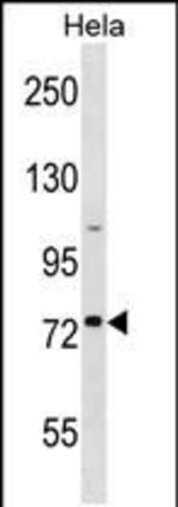 Invitrogen GOLGA8H Polyclonal Antibody 400 &mu;L; Unconjugated:Antibodies,