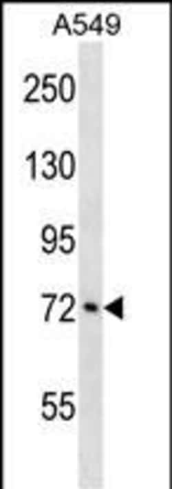 Invitrogen ATXN1L Polyclonal Antibody 400 &mu;L; Unconjugated:Antibodies,