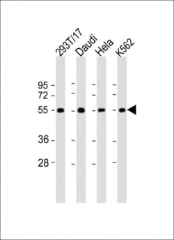 Invitrogen B7-H6 Polyclonal Antibody 400 &mu;L; Unconjugated:Antibodies,