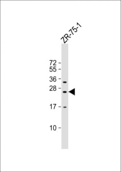 Invitrogen KLRF2 Polyclonal Antibody 400 &mu;L; Unconjugated:Antibodies,