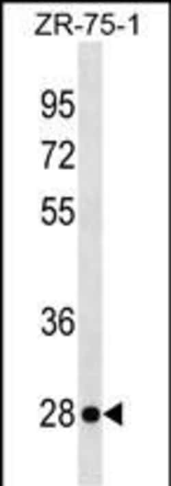 Invitrogen KLRF2 Polyclonal Antibody 400 &mu;L; Unconjugated:Antibodies,