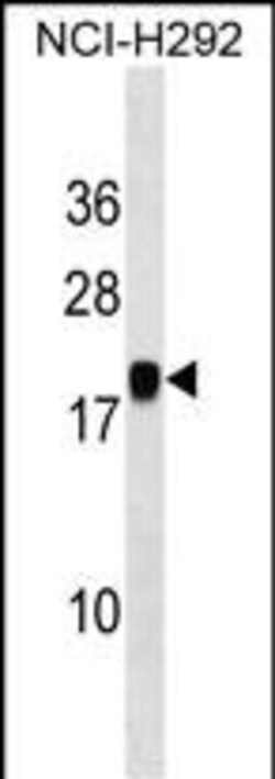 Invitrogen MIR7-3HG Polyclonal Antibody 400 &mu;L; Unconjugated:Antibodies,