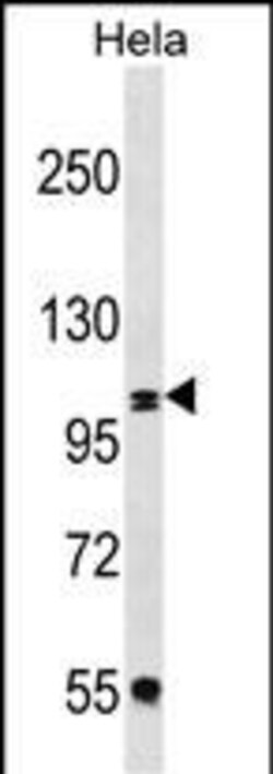Invitrogen COPB2 Polyclonal Antibody 400 &mu;L; Unconjugated:Antibodies,