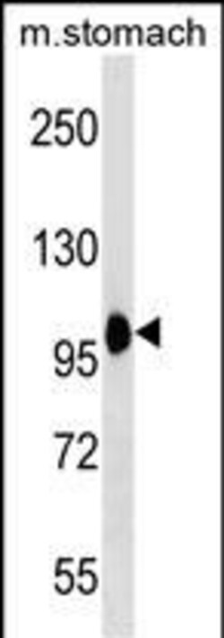 Invitrogen COPB2 Polyclonal Antibody 400 &mu;L; Unconjugated:Antibodies,