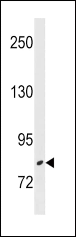Invitrogen ZBTB17 Polyclonal Antibody 400 &mu;L; Unconjugated:Antibodies,