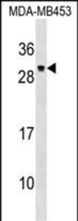 Invitrogen PDF Polyclonal Antibody 400 &mu;L; Unconjugated:Antibodies,