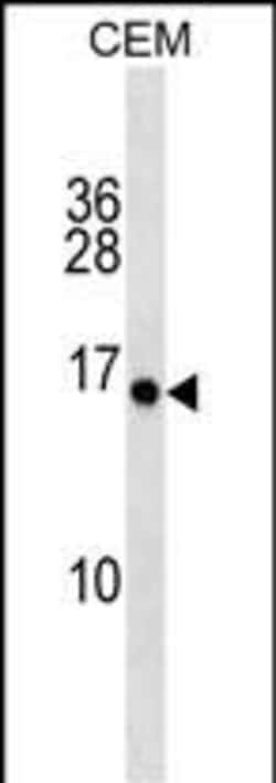 Invitrogen PLGLA Polyclonal Antibody 400 &mu;L; Unconjugated:Antibodies,