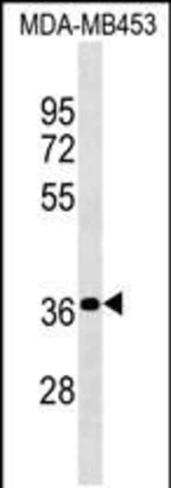 Invitrogen PSG4 Polyclonal Antibody 400 &mu;L; Unconjugated:Anticorps,