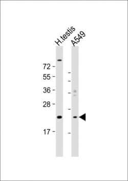 Invitrogen HSPB9 Polyclonal Antibody 400 &mu;L; Unconjugated:Antibodies,