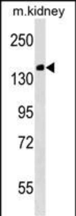 Invitrogen Casc5 Polyclonal Antibody 400 &mu;L; Unconjugated:Antibodies,