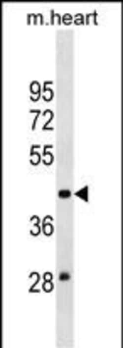 Invitrogen MOCS3 Polyclonal Antibody 400 &mu;L; Unconjugated:Antibodies,