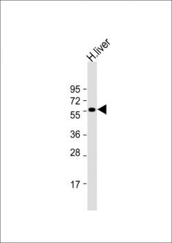 Invitrogen SLC30A10 Polyclonal Antibody 400 &mu;L; Unconjugated:Antibodies,