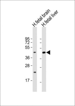 Invitrogen SLC30A10 Polyclonal Antibody 400 &mu;L; Unconjugated:Antibodies,