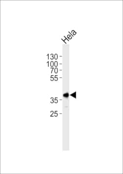 Invitrogen PBK Polyclonal Antibody 400 &mu;L; Unconjugated:Antibodies,