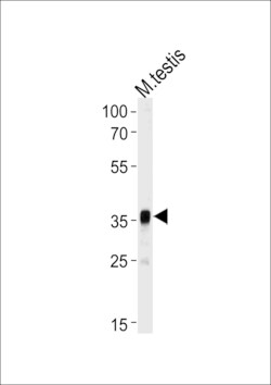 Invitrogen PBK Polyclonal Antibody 400 &mu;L; Unconjugated:Antibodies,