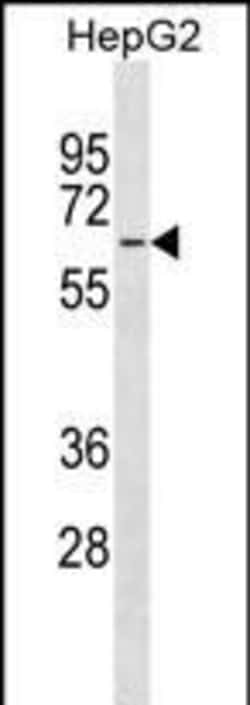 Invitrogen MFSD4 Polyclonal Antibody 400 &mu;L; Unconjugated:Antibodies,