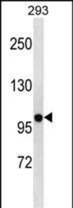 Invitrogen KV2.2 (KCNB2) Polyclonal Antibody 400 &mu;L; Unconjugated:Antibodies,