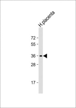 Invitrogen OR8A1 Polyclonal Antibody 400 &mu;L; Unconjugated:Antibodies,