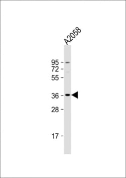 Invitrogen OR52J3 Polyclonal Antibody 400 &mu;L; Unconjugated:Antibodies,