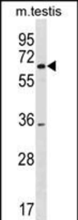 Invitrogen SRRM3 Polyclonal Antibody 400 &mu;L; Unconjugated:Antibodies,
