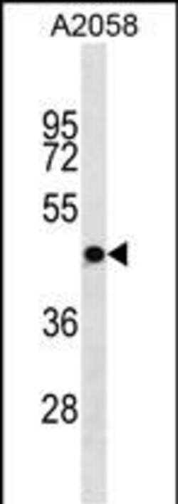 Invitrogen OR4S1 Polyclonal Antibody 400 &mu;L; Unconjugated:Antibodies,