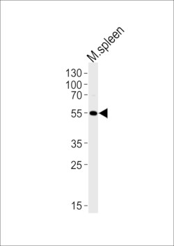 Invitrogen Lrmp Polyclonal Antibody 400 &mu;L; Unconjugated:Antibodies,