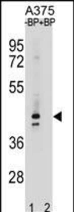 Invitrogen OR5AC2 Polyclonal Antibody 400 &mu;L; Unconjugated:Antibodies,