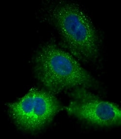 Invitrogen PRSSL1 Polyclonal Antibody 400 &mu;L; Unconjugated:Antibodies,
