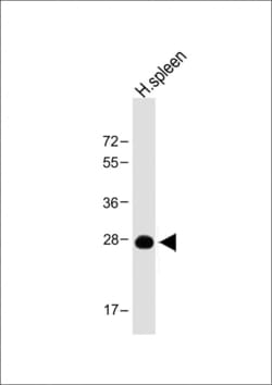 Invitrogen PRSSL1 Polyclonal Antibody 400 &mu;L; Unconjugated:Antibodies,