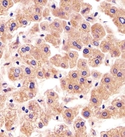 Invitrogen TFIP11 Polyclonal Antibody 400 &mu;L; Unconjugated:Antibodies,