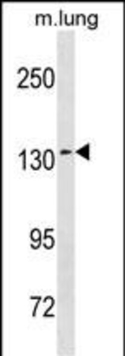 Invitrogen SEC31A Polyclonal Antibody 400 &mu;L; Unconjugated:Antibodies,