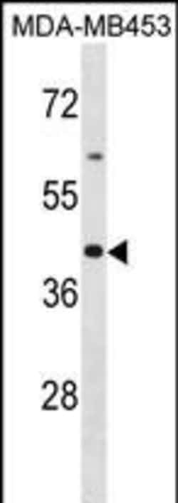 Invitrogen OR2B6 Polyclonal Antibody 400 &mu;L; Unconjugated:Antibodies,