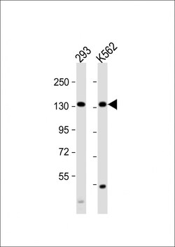 Invitrogen MCM9 Polyclonal Antibody 400 &mu;L; Unconjugated:Antibodies,
