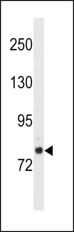Invitrogen GOLGA6L2 Polyclonal Antibody 400 &mu;L; Unconjugated:Antibodies,