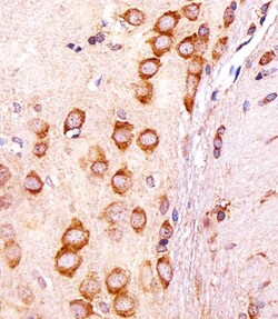 Invitrogen CGREF1 Polyclonal Antibody 400 &mu;L; Unconjugated:Antibodies,