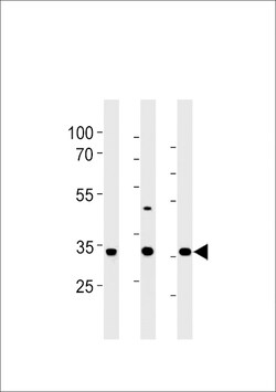 Invitrogen CGREF1 Polyclonal Antibody 400 &mu;L; Unconjugated:Antibodies,
