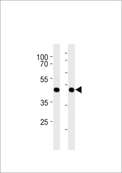 Invitrogen GPR68 Polyclonal Antibody 400 &mu;L; Unconjugated:Antibodies,