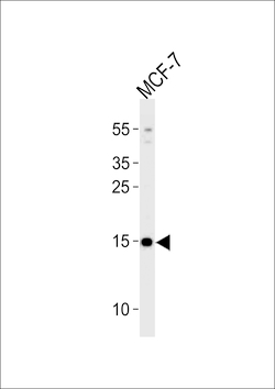 Invitrogen POLR2J3 Polyclonal Antibody 400 &mu;L; Unconjugated:Antibodies,