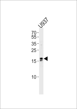 Invitrogen IQCF6 Polyclonal Antibody 400 &mu;L; Unconjugated:Antibodies,