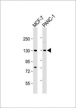Invitrogen MORC2 Polyclonal Antibody 400 &mu;L; Unconjugated:Antibodies,