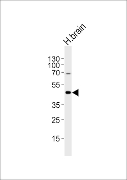 Invitrogen HTR1A Polyclonal Antibody 400 &mu;L; Unconjugated:Antibodies,