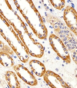 Invitrogen CYS1 Polyclonal Antibody 400 &mu;L; Unconjugated:Antibodies,