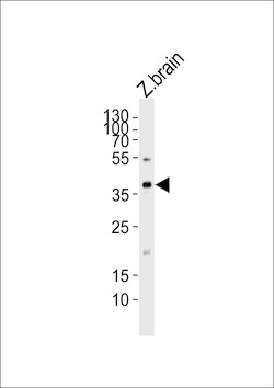 Invitrogen MAB21L2 Polyclonal Antibody 400 &mu;L; Unconjugated:Antibodies,