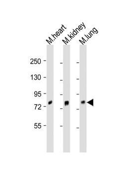 Invitrogen BRD7 Polyclonal Antibody 400 &mu;L; Unconjugated:Antibodies,