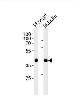 Invitrogen Sbk1 Polyclonal Antibody 400 &mu;L; Unconjugated:Antibodies,